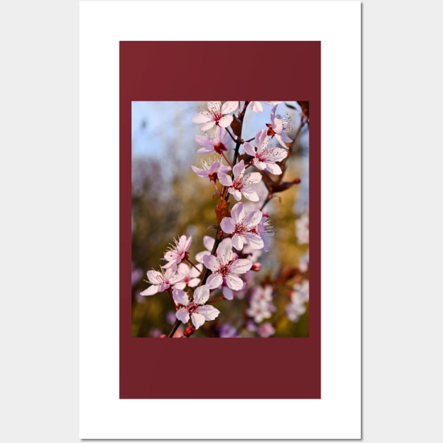 Almond Blossoms in Spring Wall Art by BonniePhantasm